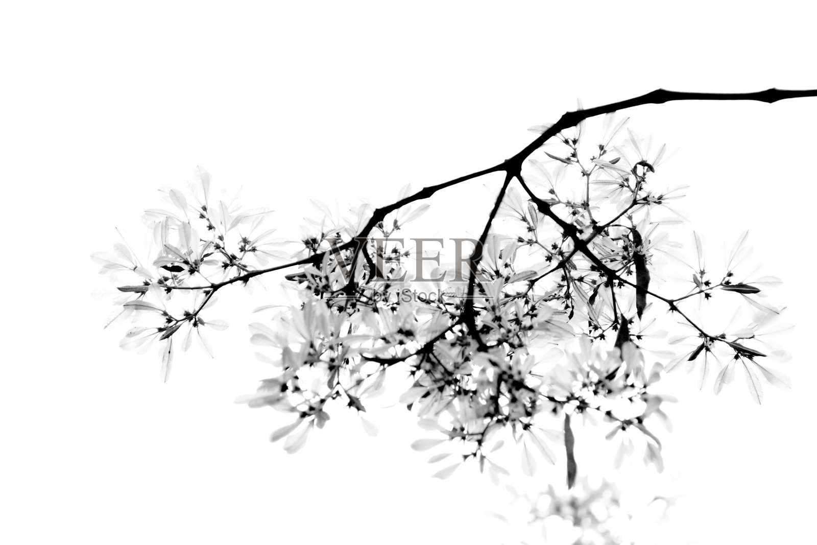 白色圣诞夜花细节照片摄影图片