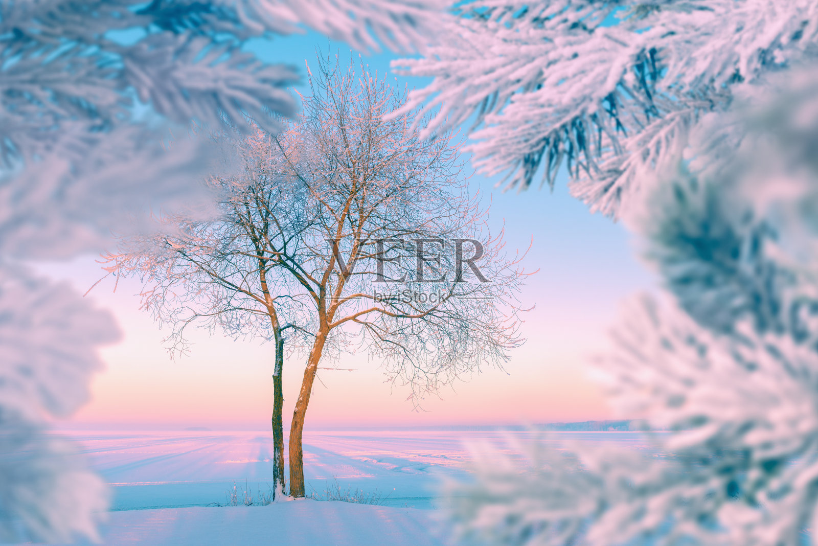 冬天的风景,冰冻的湖面上有一棵孤零零的树照片摄影图片