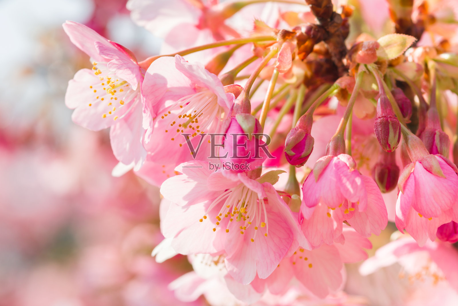 川崎樱花特写(爱知县南下町市尻崎)照片摄影图片