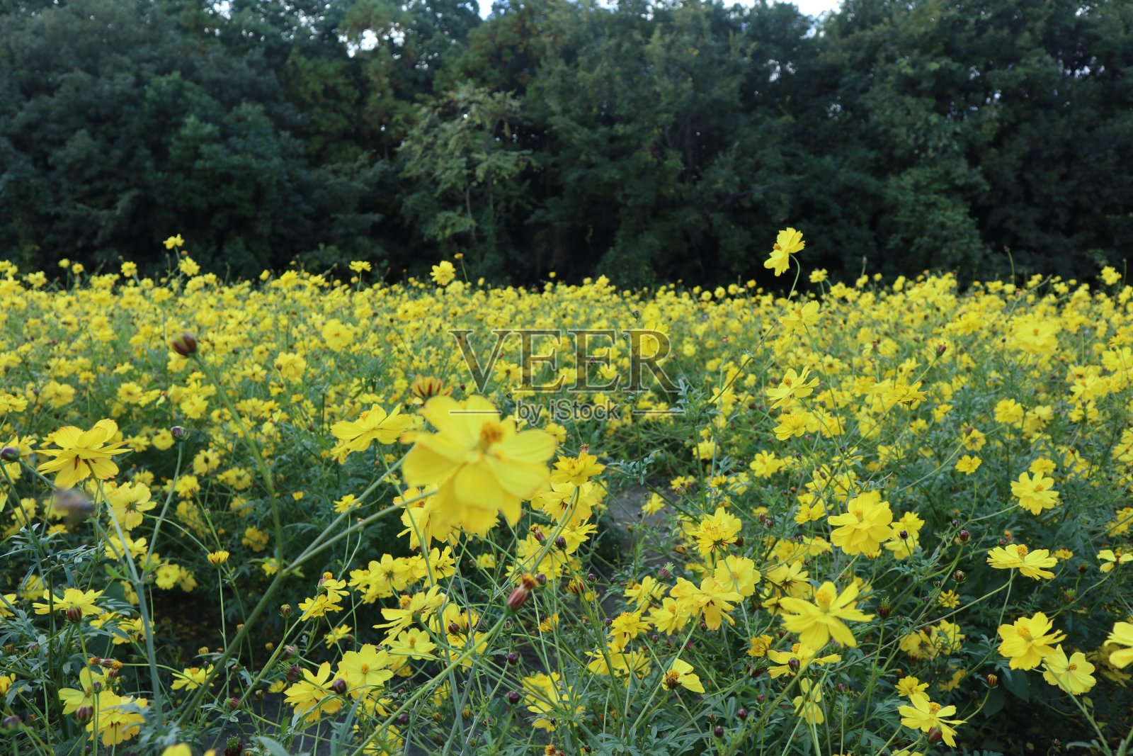 美丽的白色宇宙花在多云的天空和阳光下绽放。在banpaku kinen koen照片摄影图片