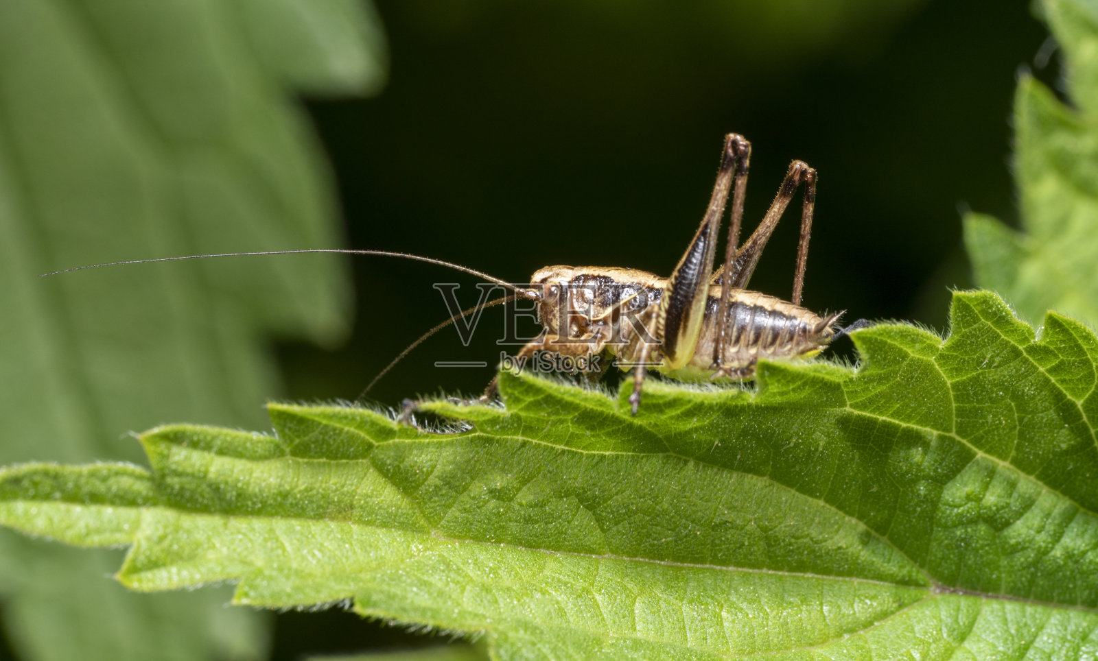 黑蟋蟀照片摄影图片