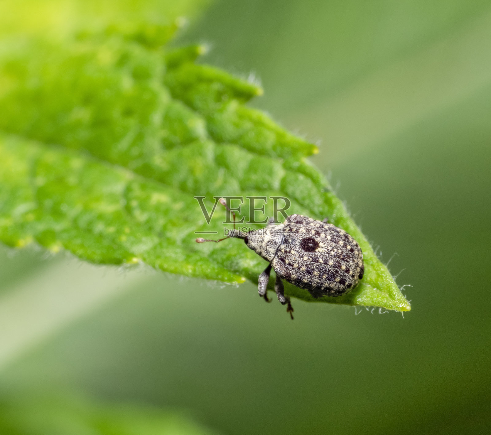 园林刮叶机照片摄影图片