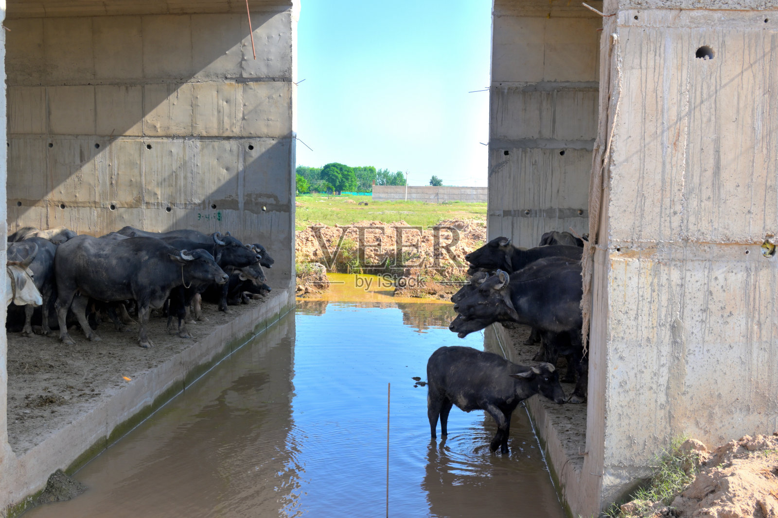 白天水牛在池塘附近的照片照片摄影图片