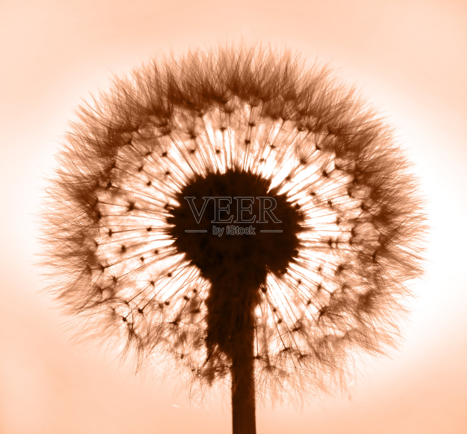 蒲公英的花。微距软对焦。桃色绒毛照片摄影图片