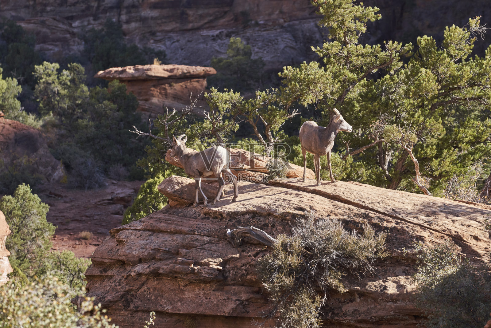 大角羊在岩石上摆姿势照片摄影图片