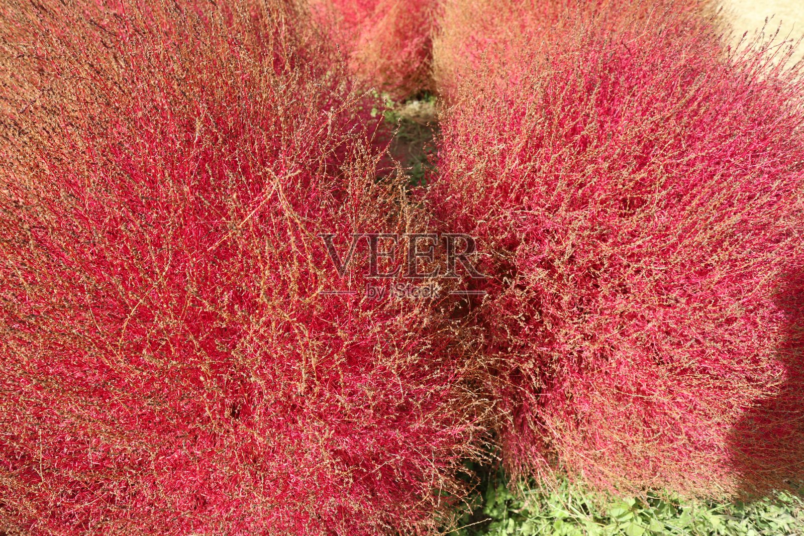 自然景观中盛开的花朵照片摄影图片