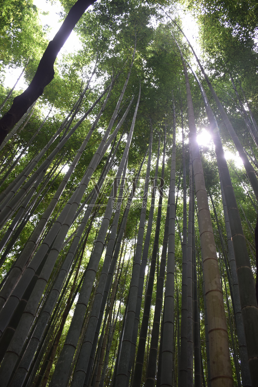 日本京都附近著名的岚山竹林照片摄影图片