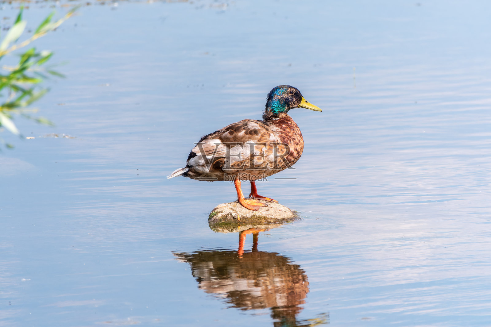 一只鸭子用爪子站在池塘的岸边。照片摄影图片