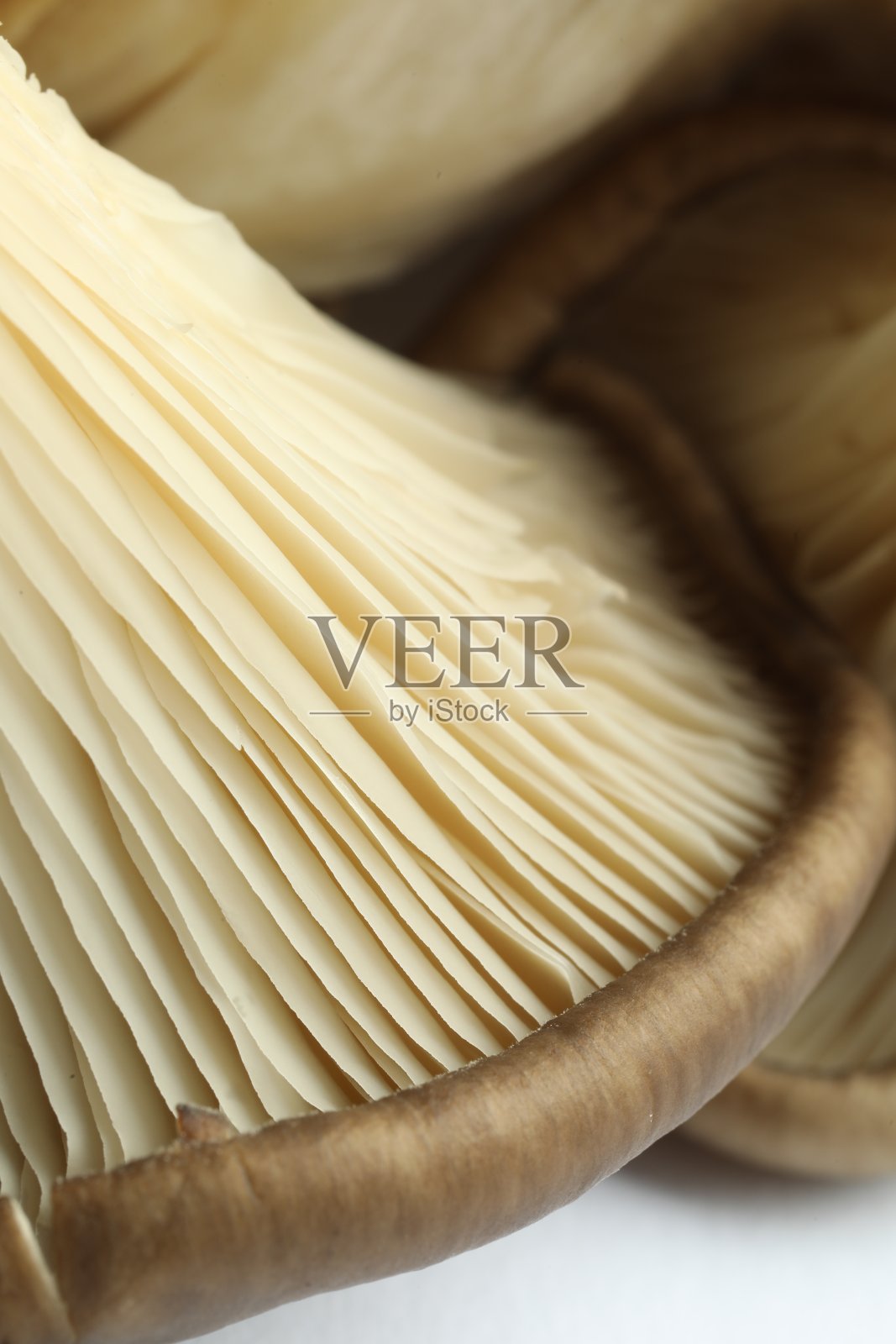 新鲜的平菇,白色背景,宏观视角照片摄影图片