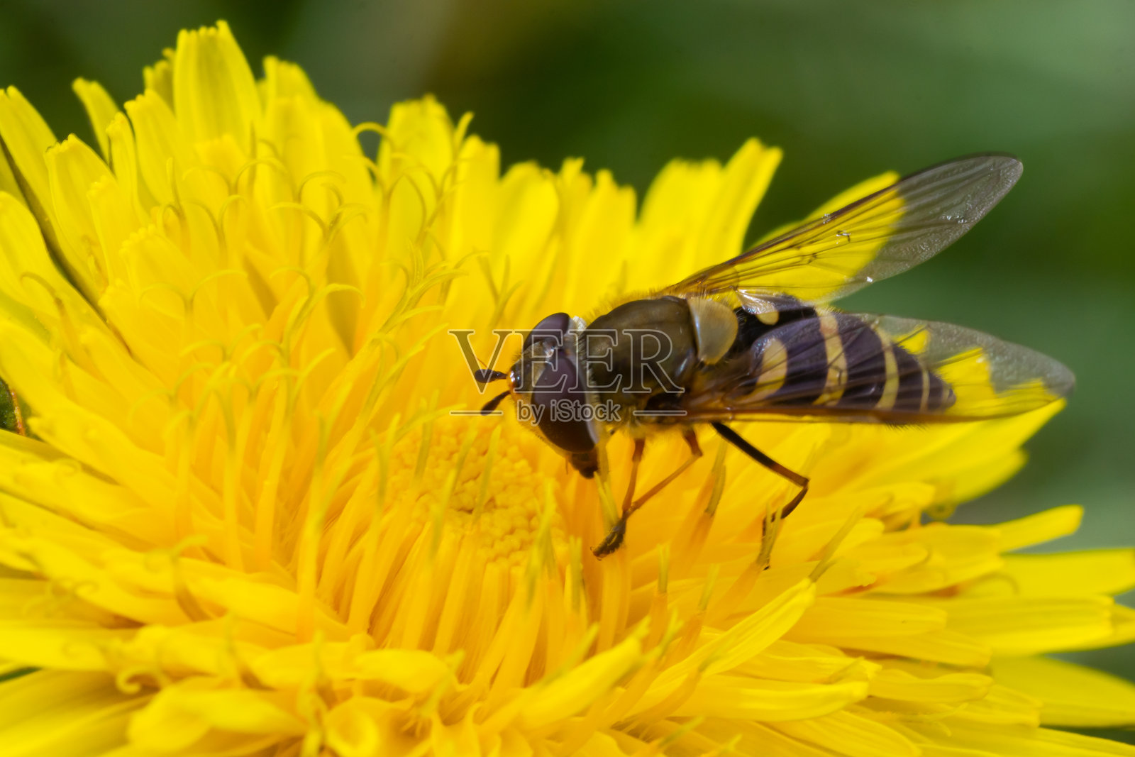 果酱食蚜蝇,Episyrphus balteatus,在一朵黄花上摆好姿势照片摄影图片
