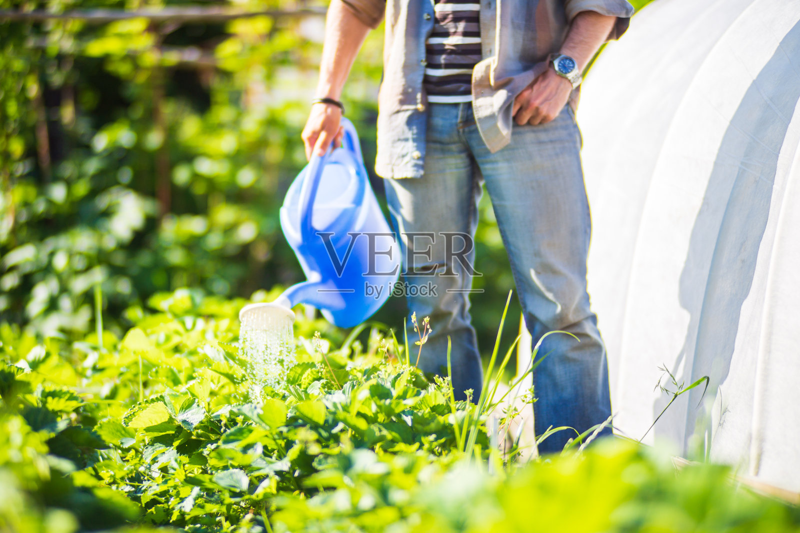 夏天,一位农民拿着花园的喷壶给蔬菜浇水。园艺的概念。种植在床上的农业植物照片摄影图片