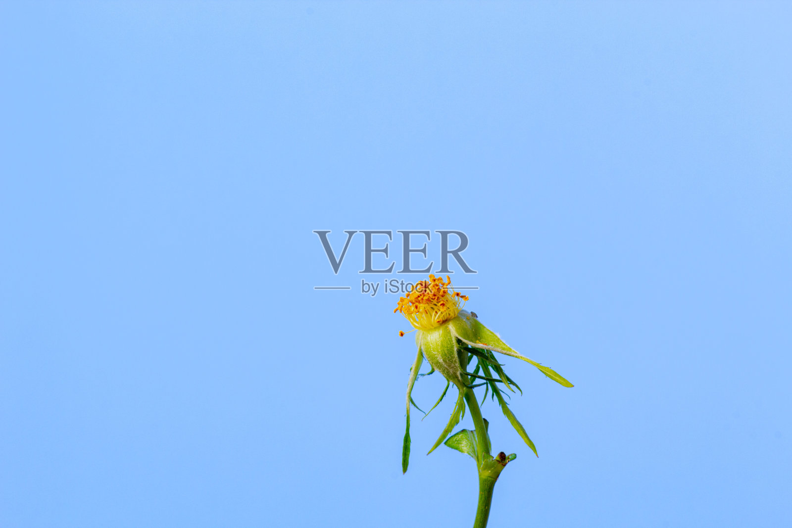 玫瑰果花盛开在蓝色背景的照片。照片摄影图片