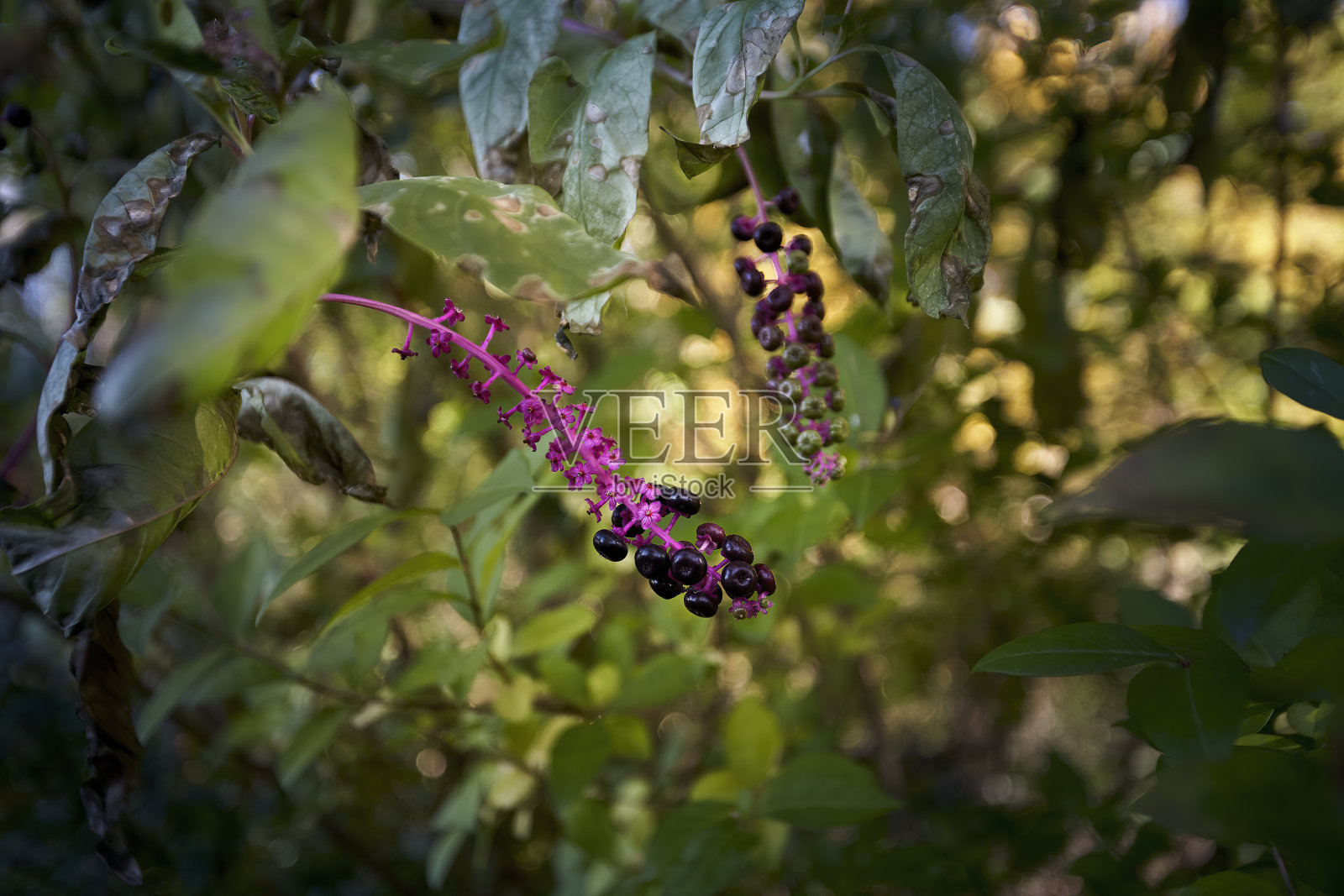 紫果紫果属植物或美洲紫果属植物的紫色果实照片摄影图片