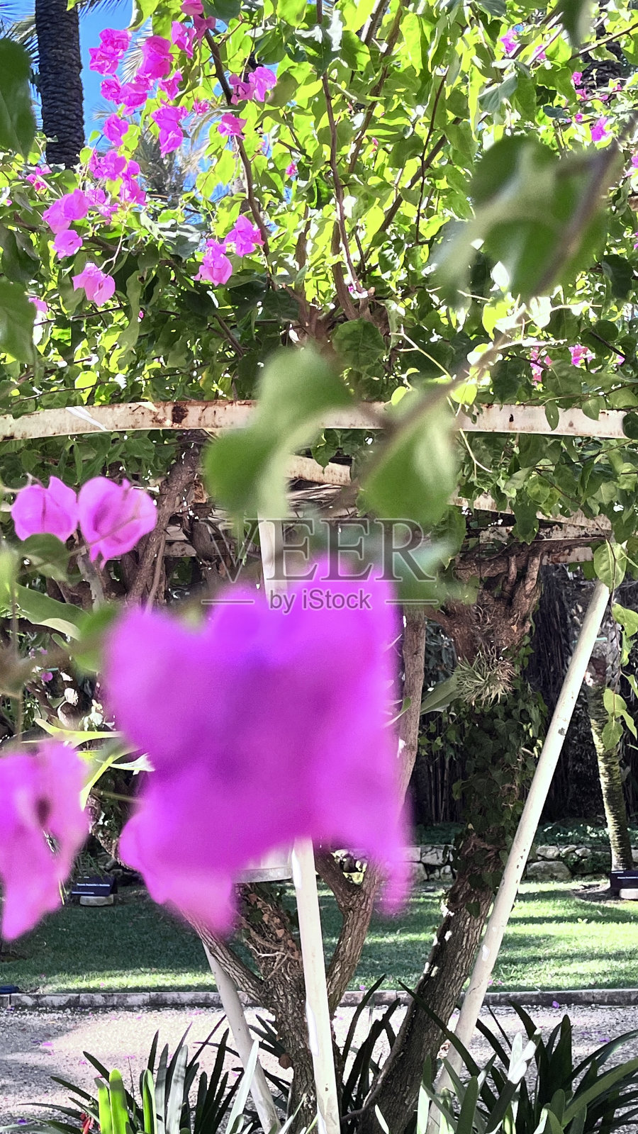 紫色的叶子照片摄影图片