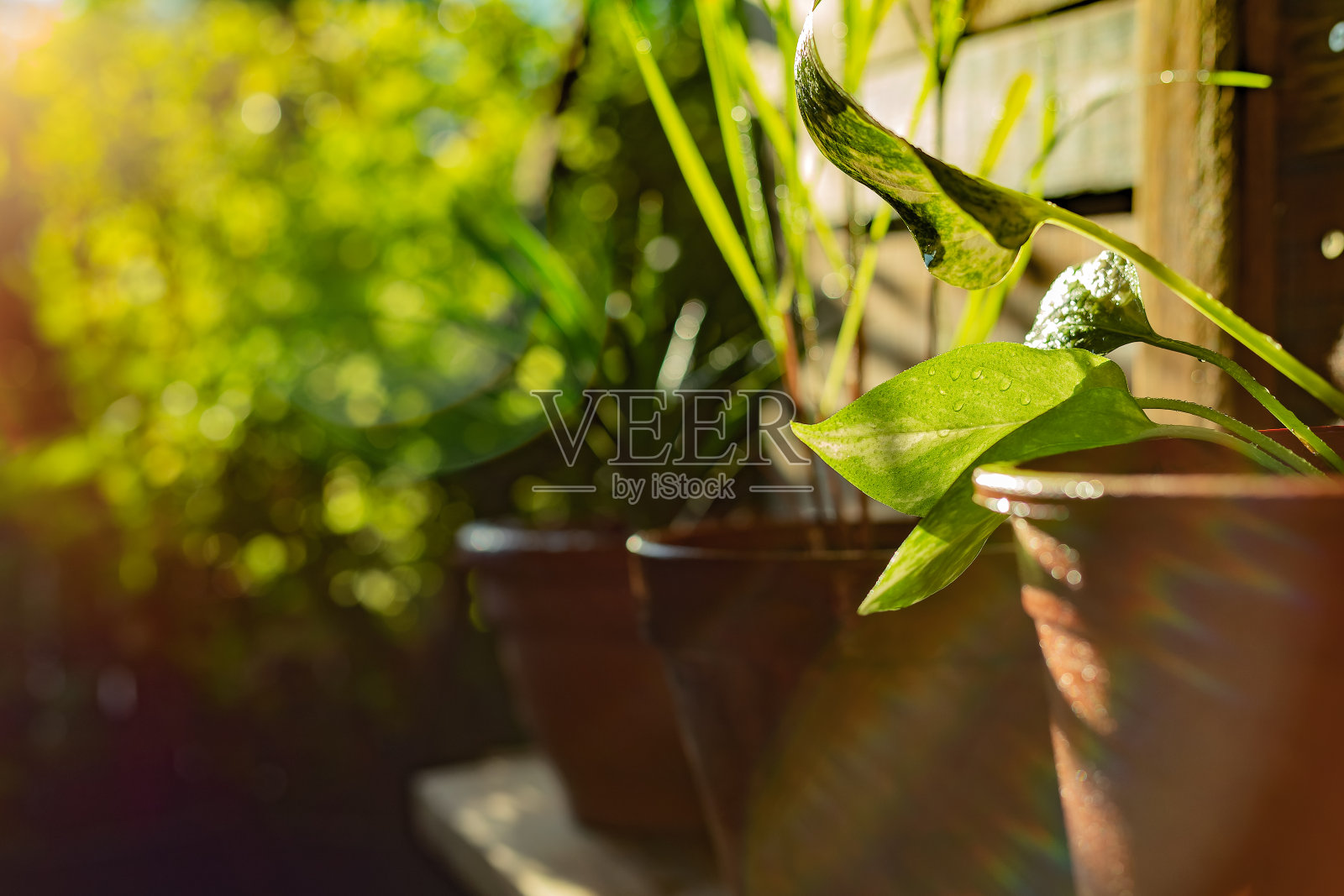 黄昏浇水后门廊下的花园。荷花(Epipremnum aureum)叶子,前景有水滴。照片摄影图片