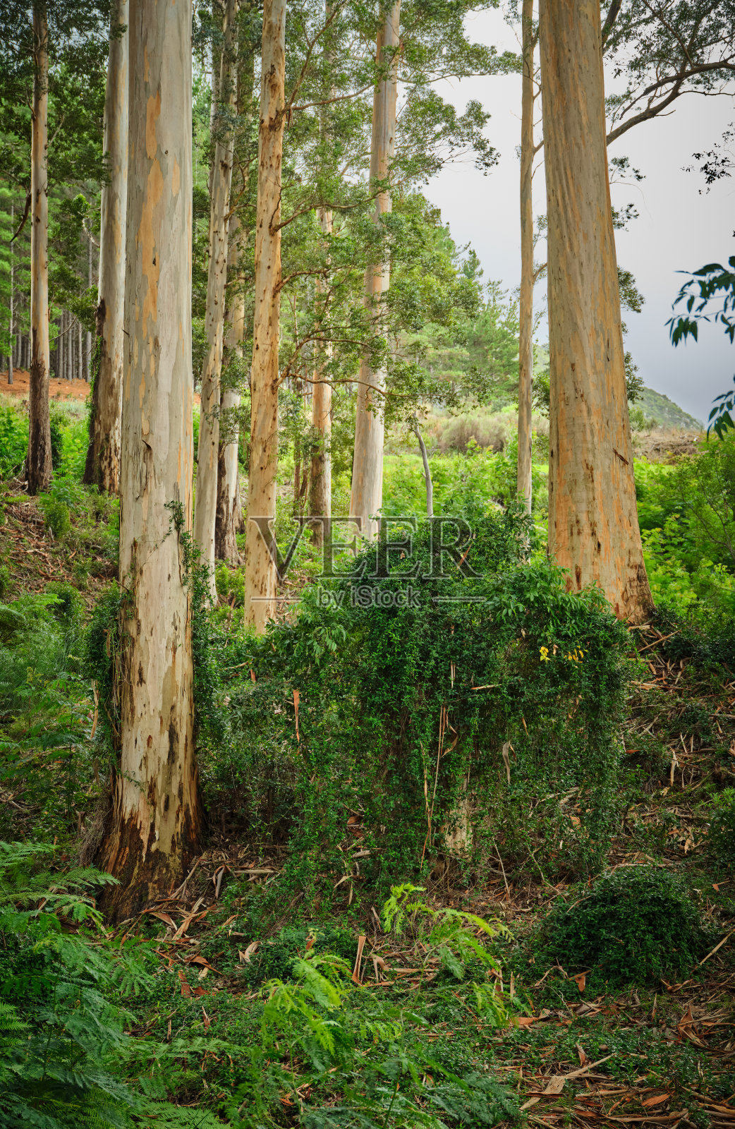 开普敦桌山周围的森林树木的照片照片摄影图片