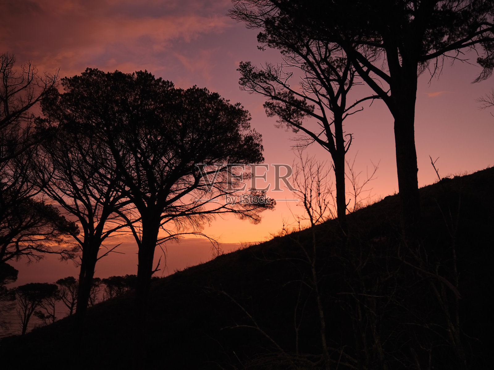 开普敦桌山周围的森林树木的照片照片摄影图片