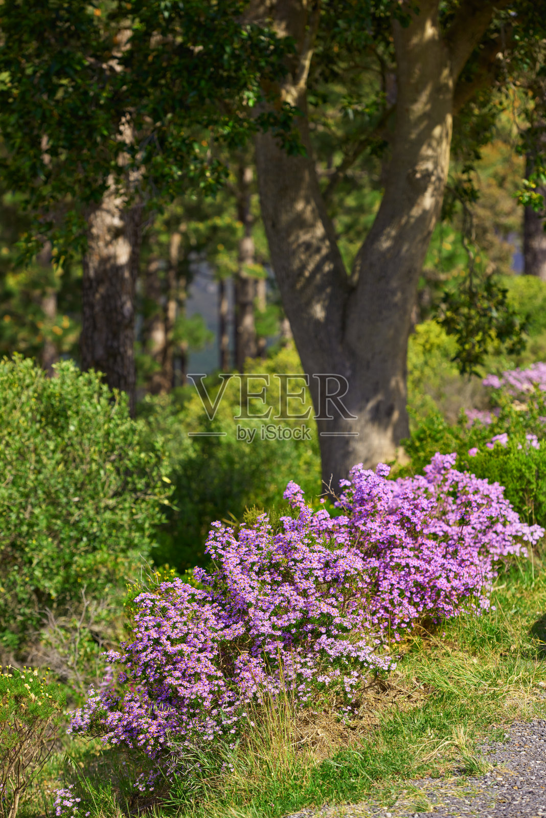 花,植物和树木照片摄影图片