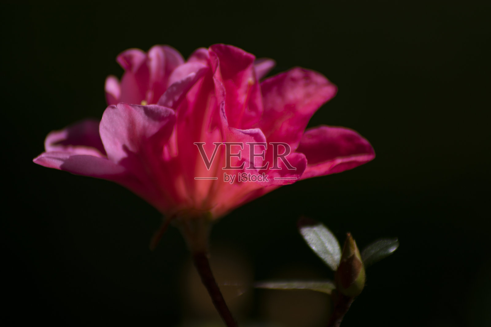 花照片摄影图片