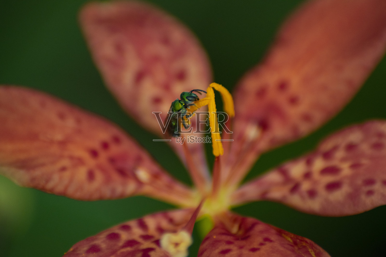 花照片摄影图片