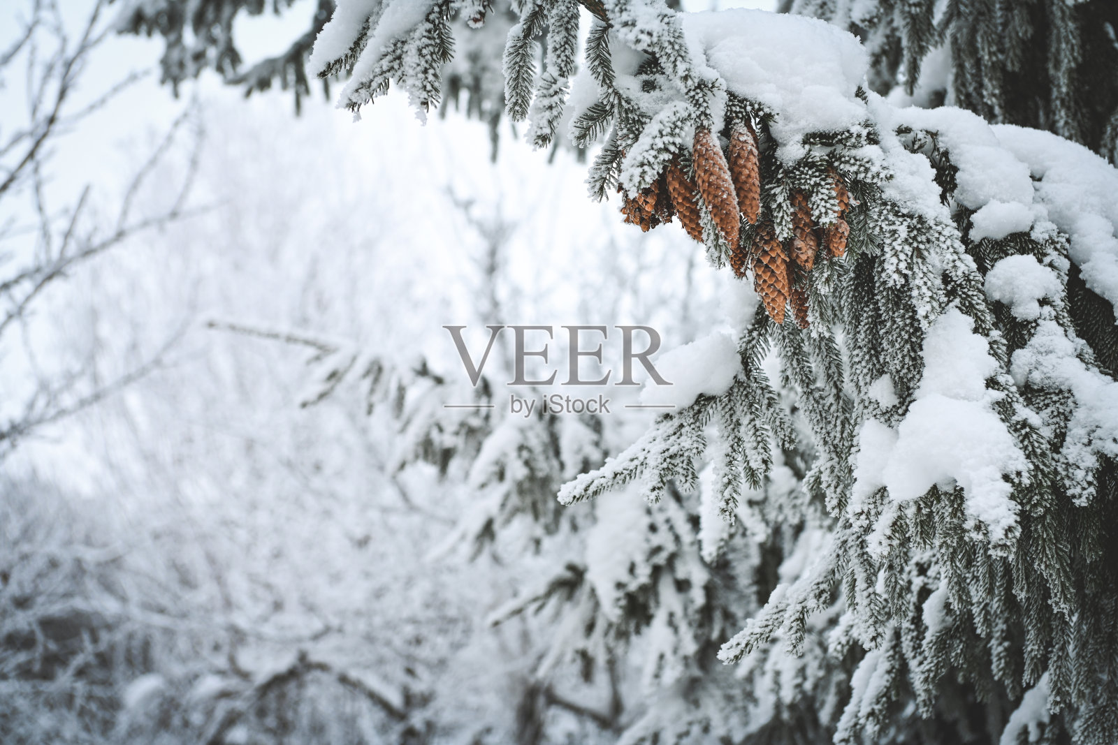 户外结霜的树枝照片摄影图片