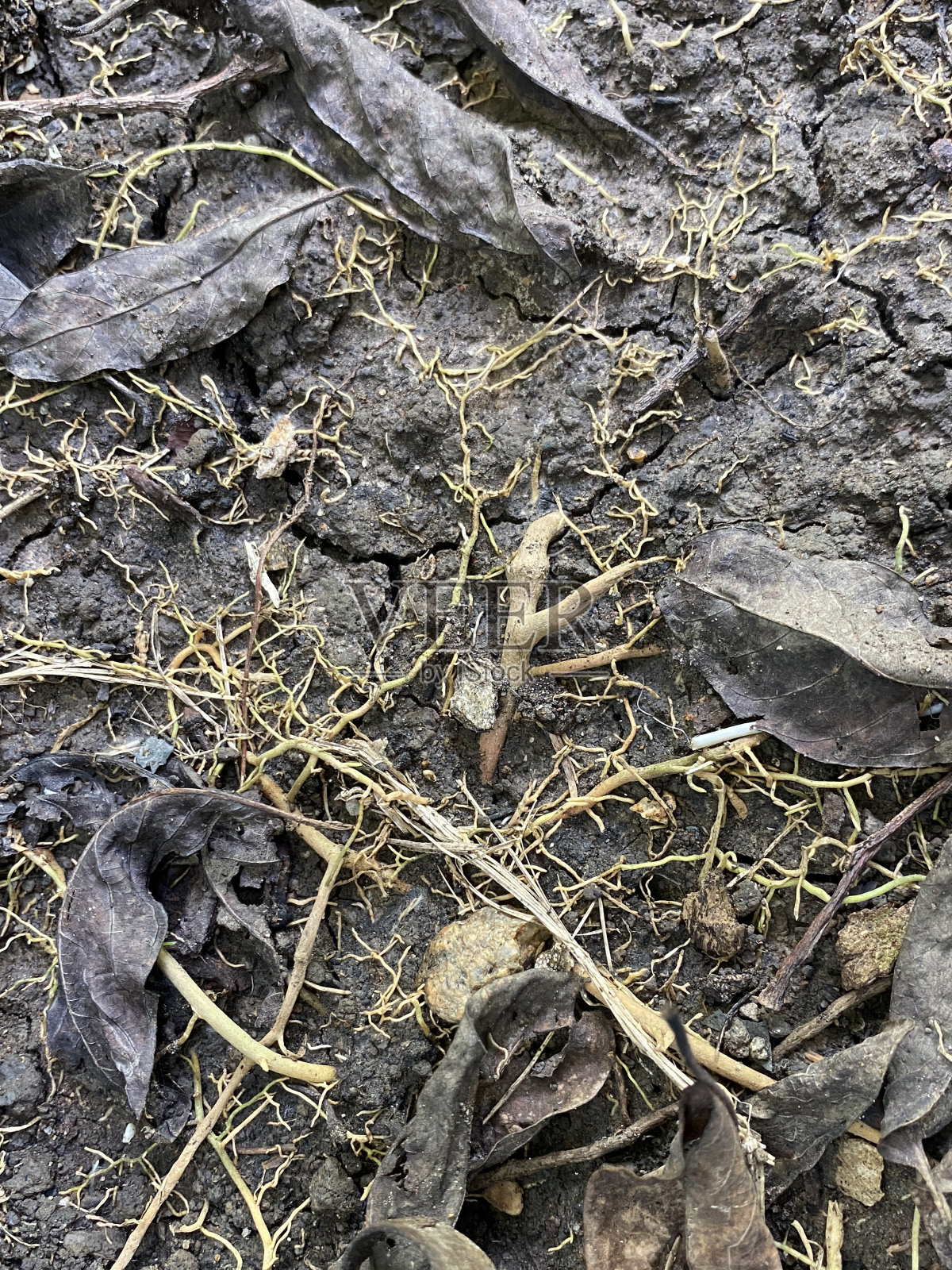 森林中的干树叶和干植物特写照片摄影图片