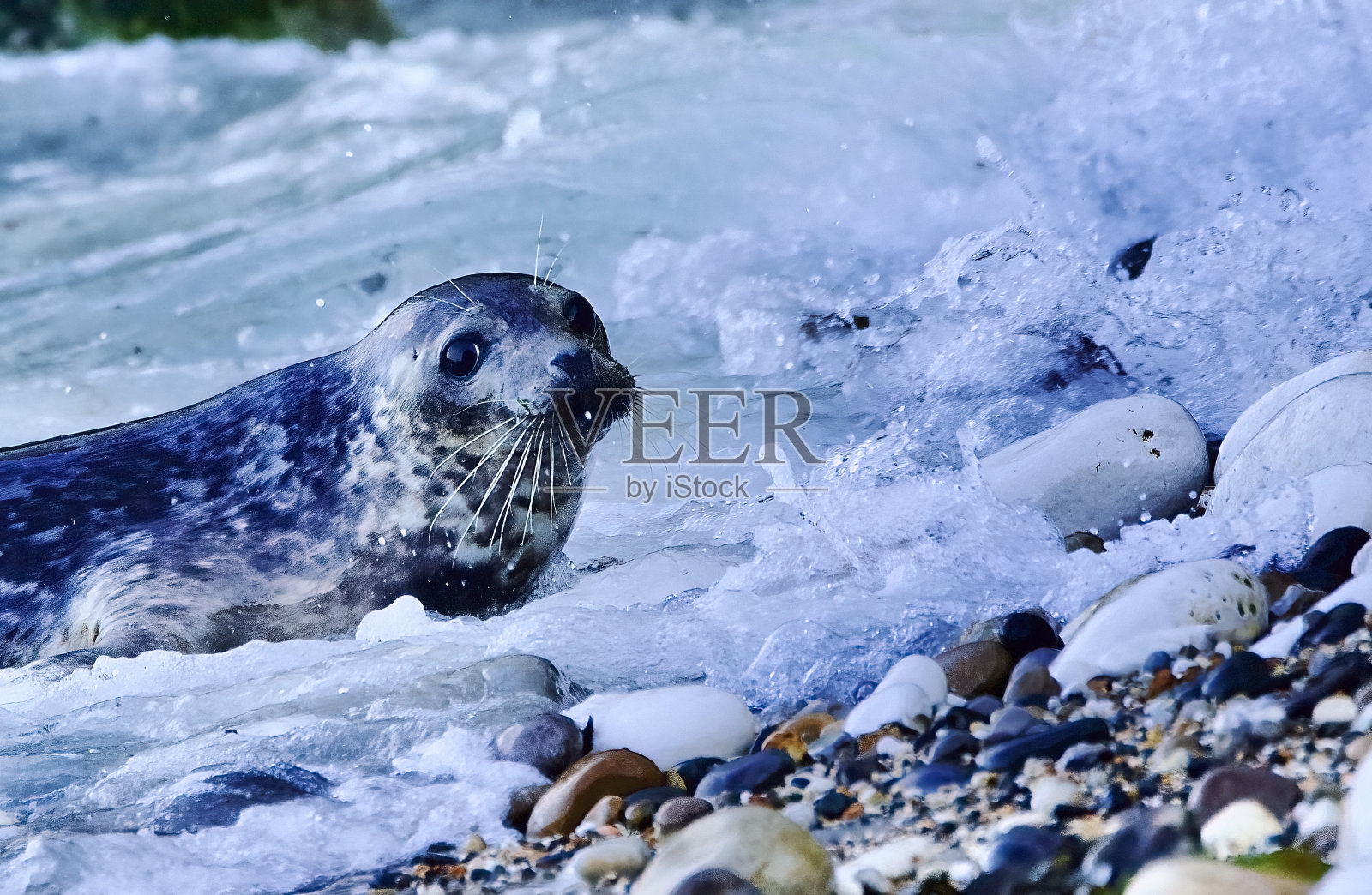 海狮——海狮照片摄影图片