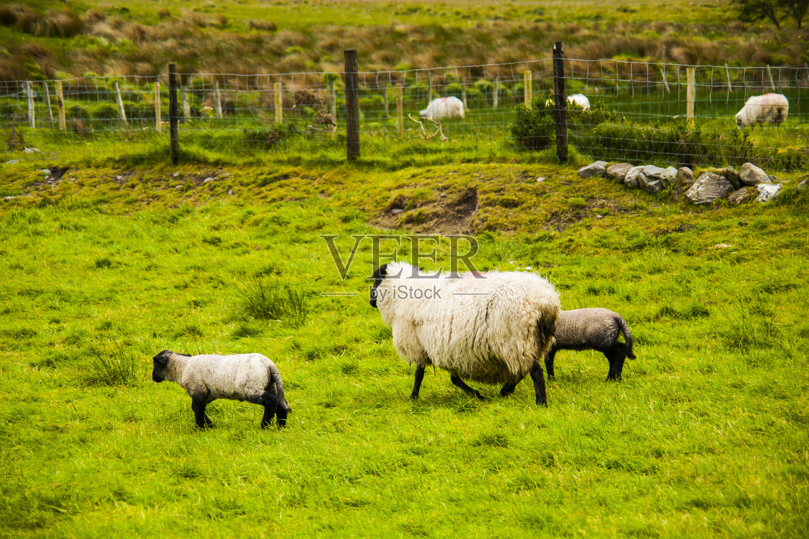 爱尔兰土地上春天的风景和羊群照片摄影图片