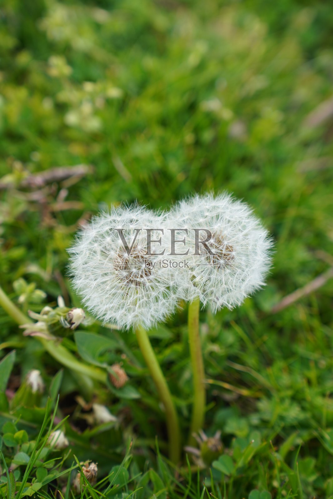 两朵白色的蒲公英坐在一棵绿色的植物上照片摄影图片