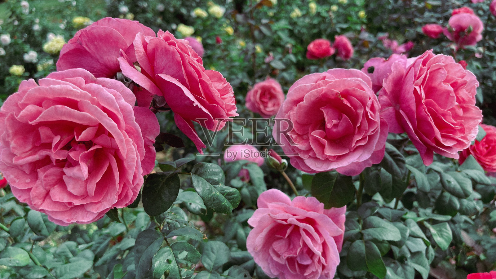 粉红色的玫瑰在花园里盛开照片摄影图片