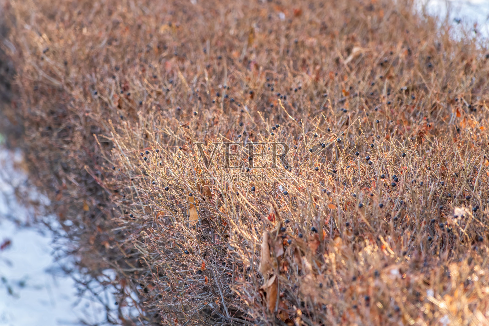 冬天公园里修剪的没有叶子的树枝照片摄影图片