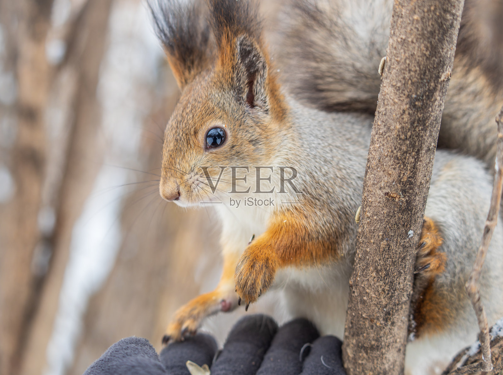 松鼠吃人手里的坚果。在冬季或秋季照顾动物。照片摄影图片
