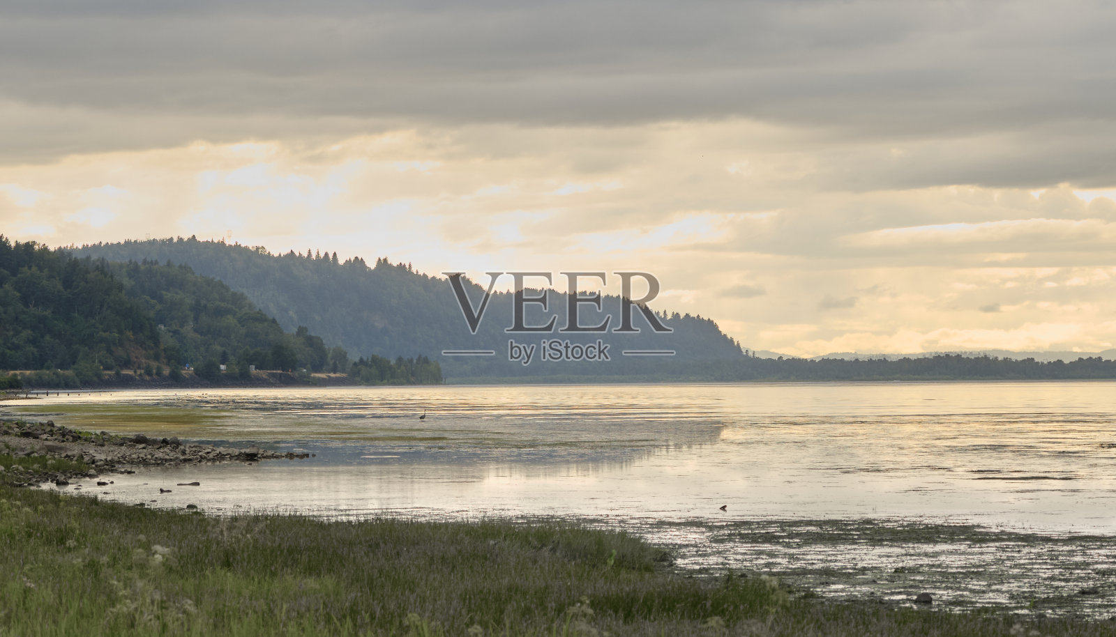 俄勒冈州波特兰市一个宁静的湖泊,一只苍鹭栖息在远处。照片摄影图片