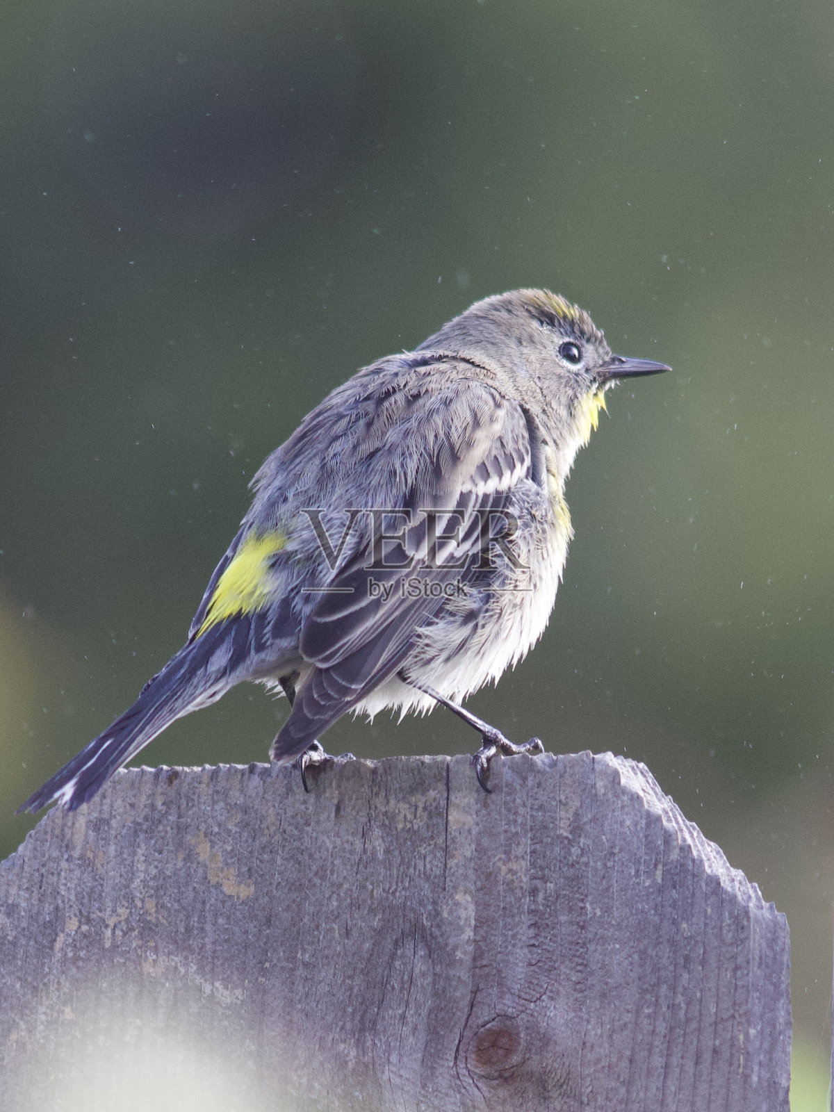洗完澡后,篱笆上的鸟在抖水照片摄影图片