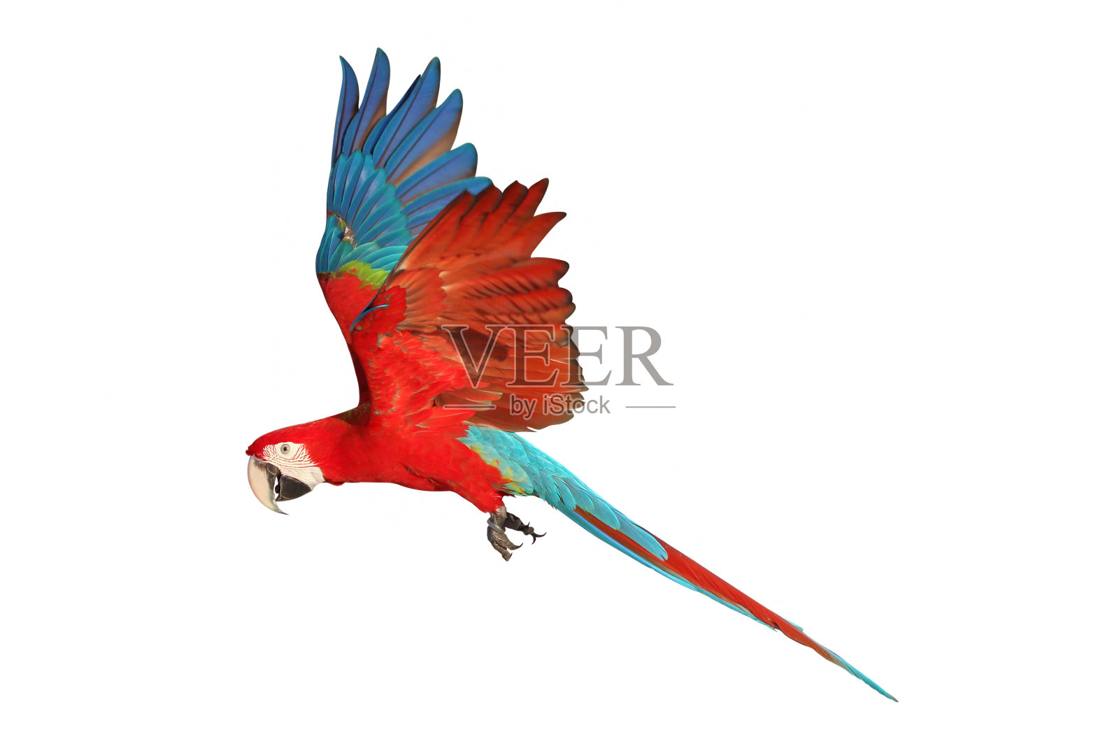 鹦鹉照片摄影图片