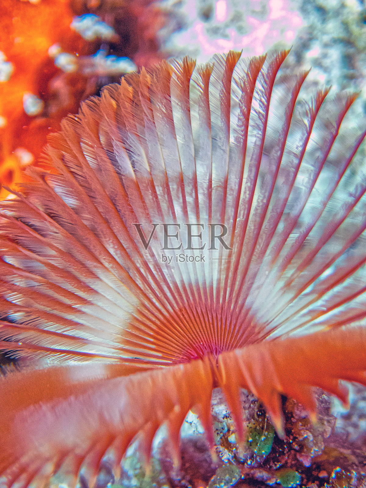 沙蚕科,或称鸡毛帚虫,照片摄影图片