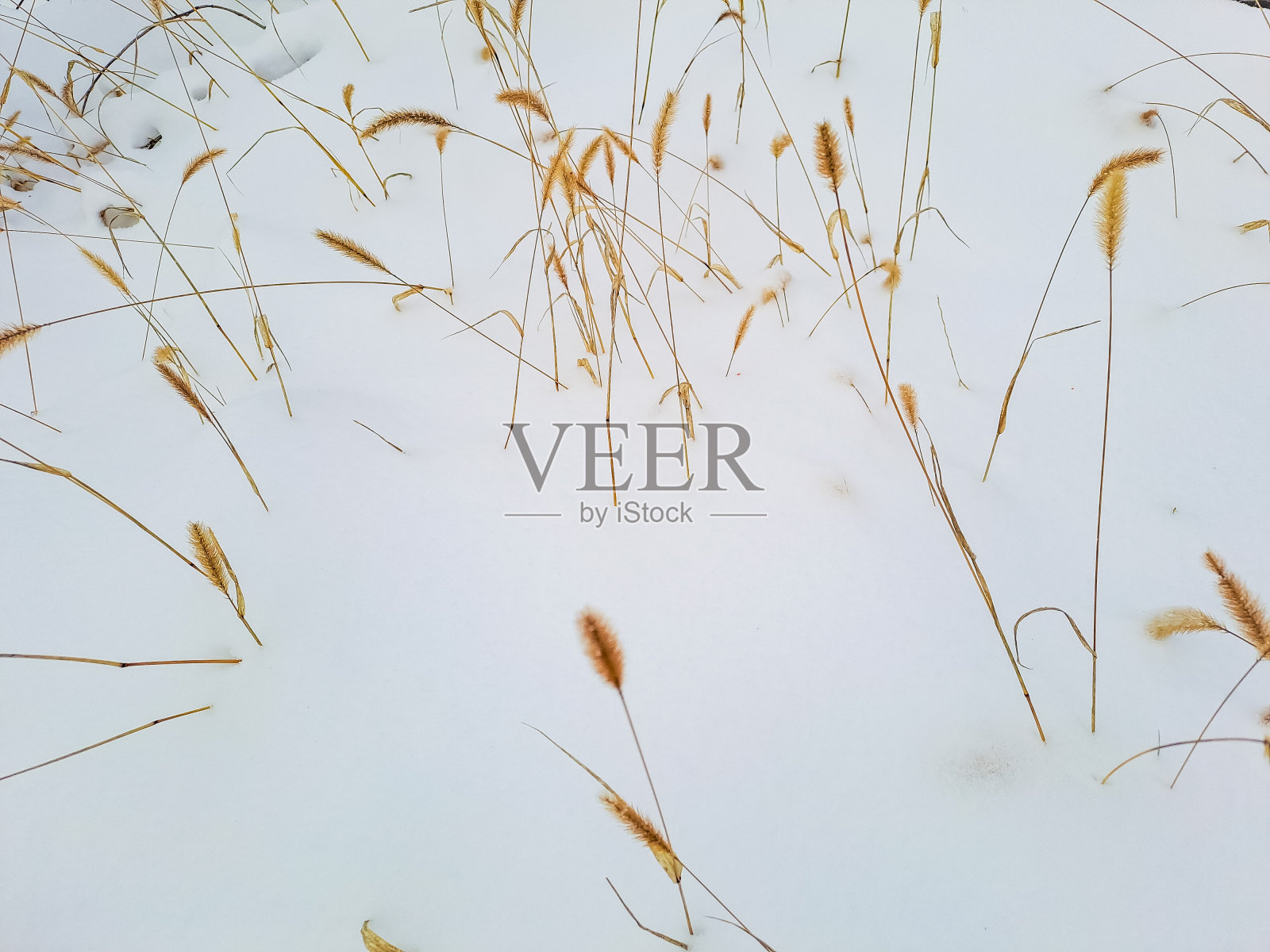 枯黄的芦苇在白雪上随风飘动。照片摄影图片