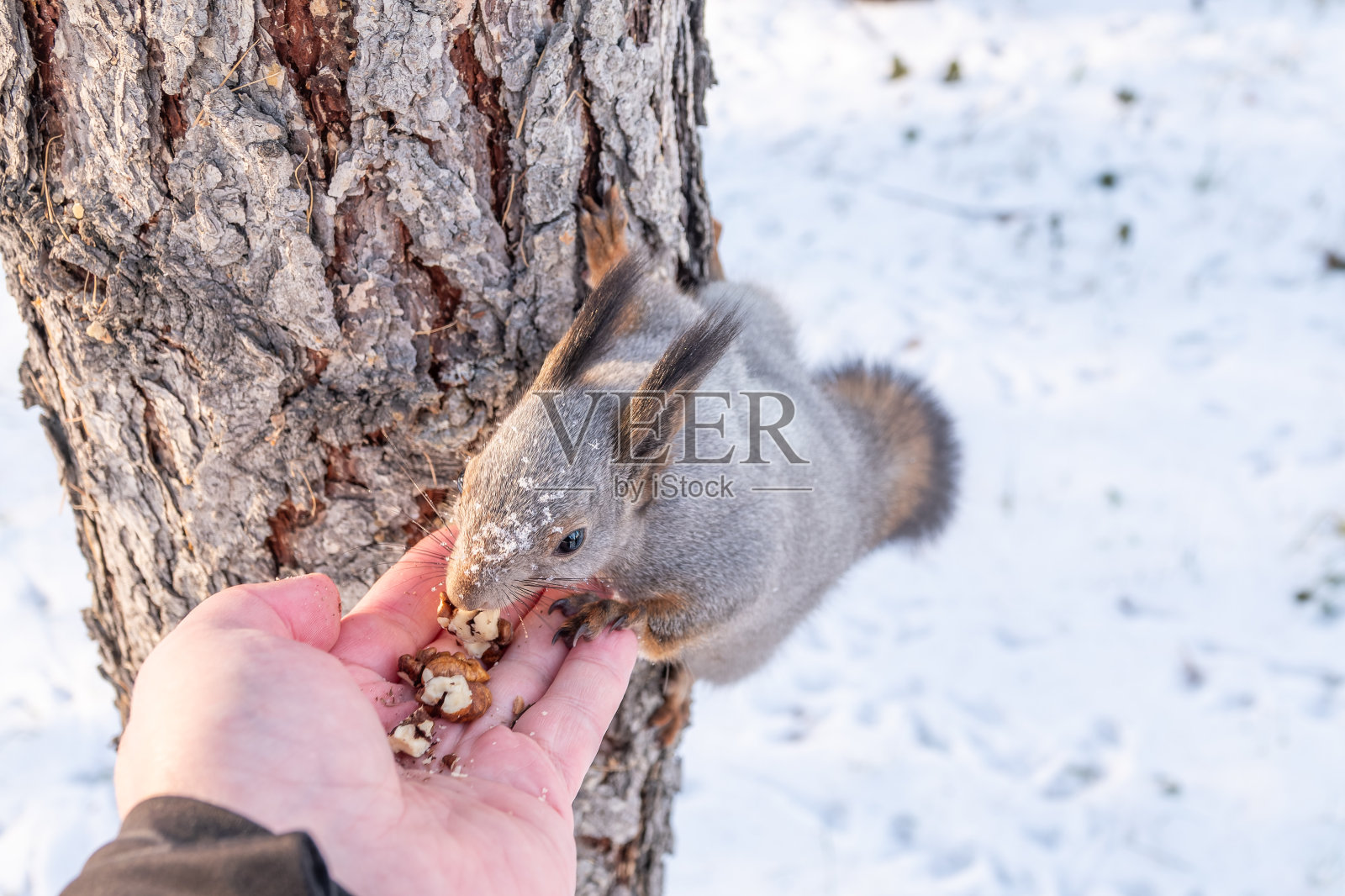 松鼠吃人手里的坚果。在冬季或秋季照顾动物。照片摄影图片