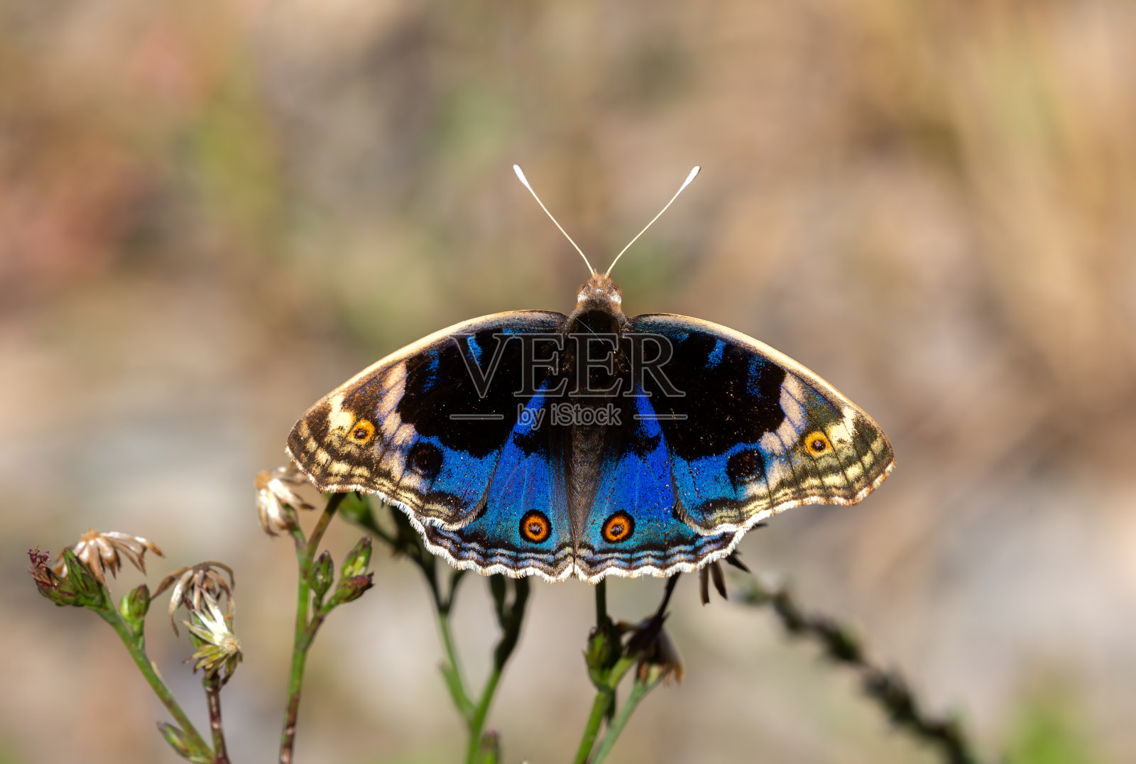 Junonia orithya照片摄影图片
