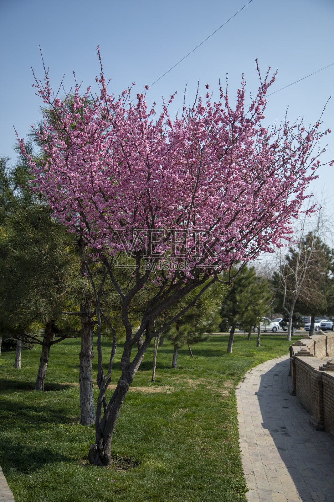 路边有一棵粉红色的花树照片摄影图片