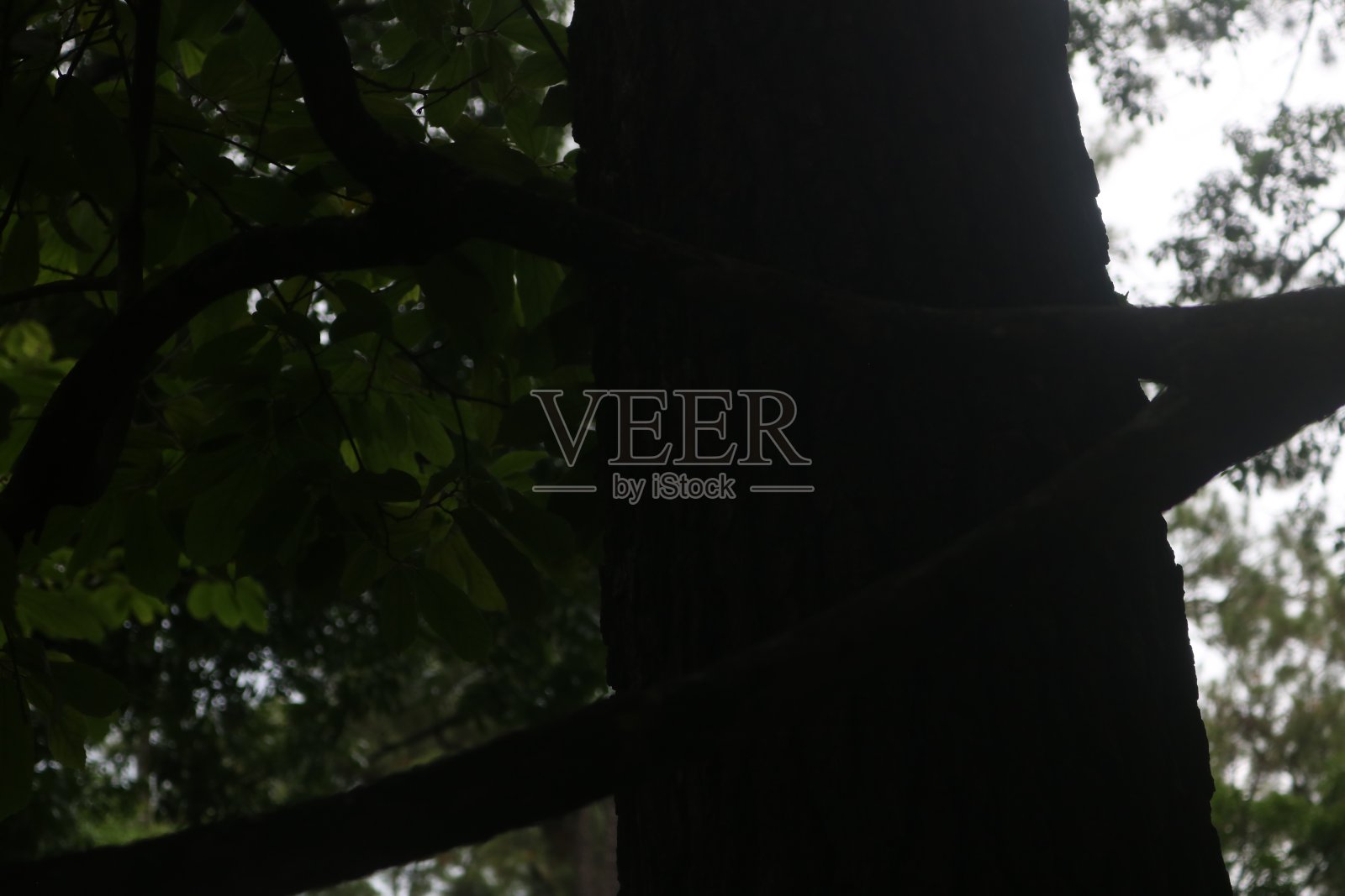 猴子照片摄影图片