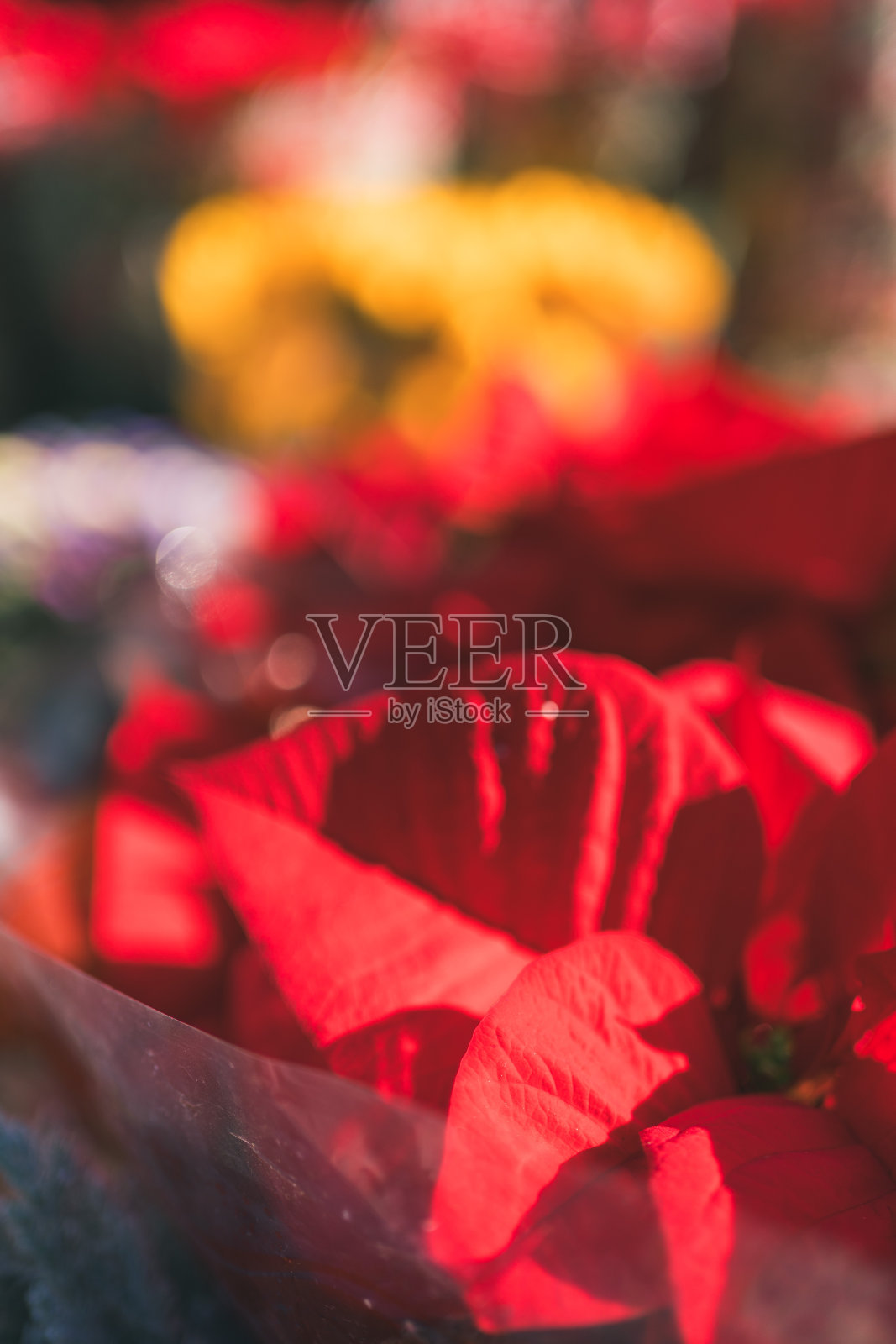 一品红植物,圣诞祝福,意大利那不勒斯照片摄影图片