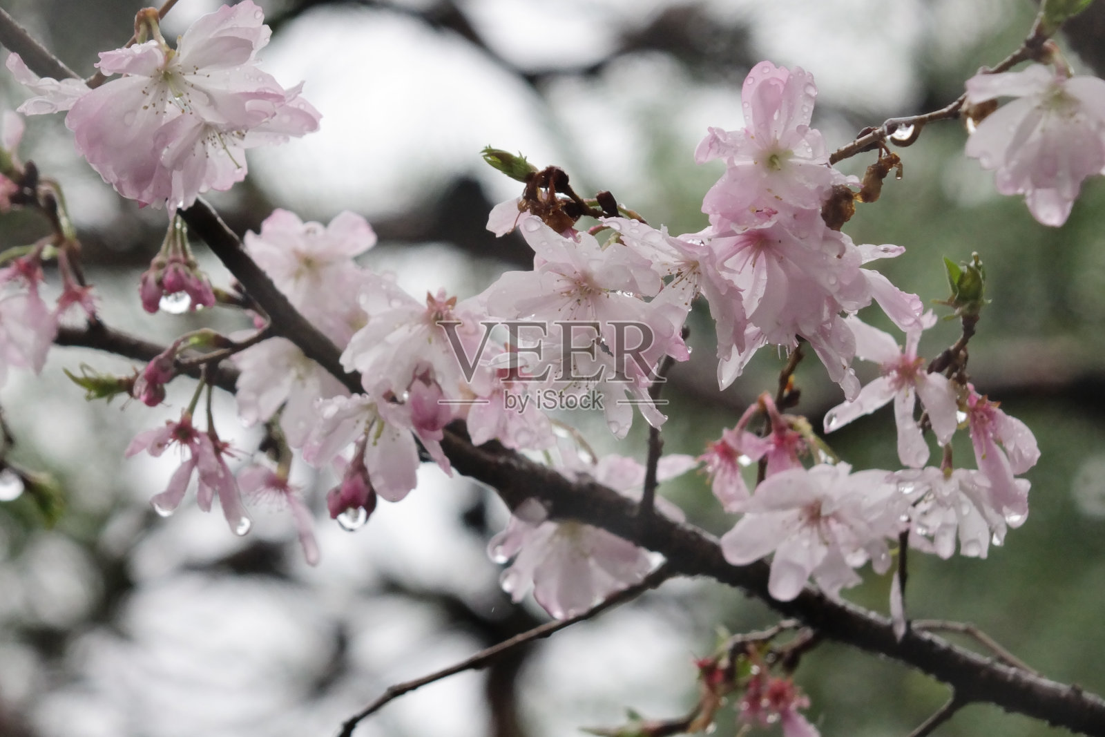 艳丽的粉红色樱花照片摄影图片