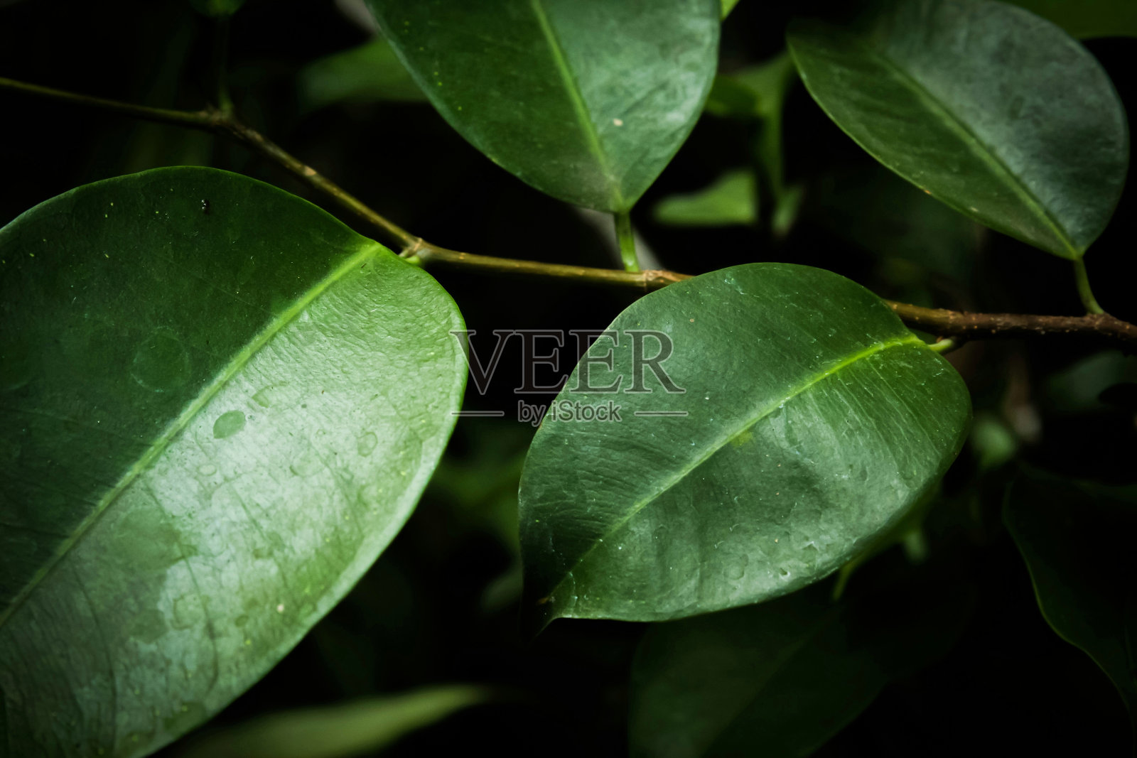 绿叶作为背景的特写照片摄影图片