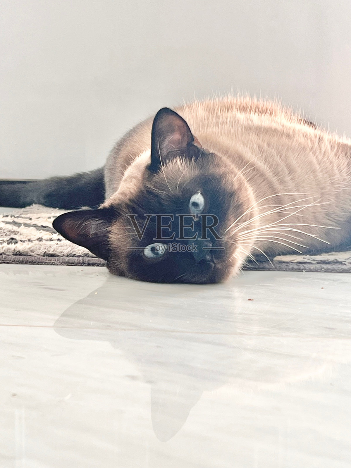 猫很累照片摄影图片