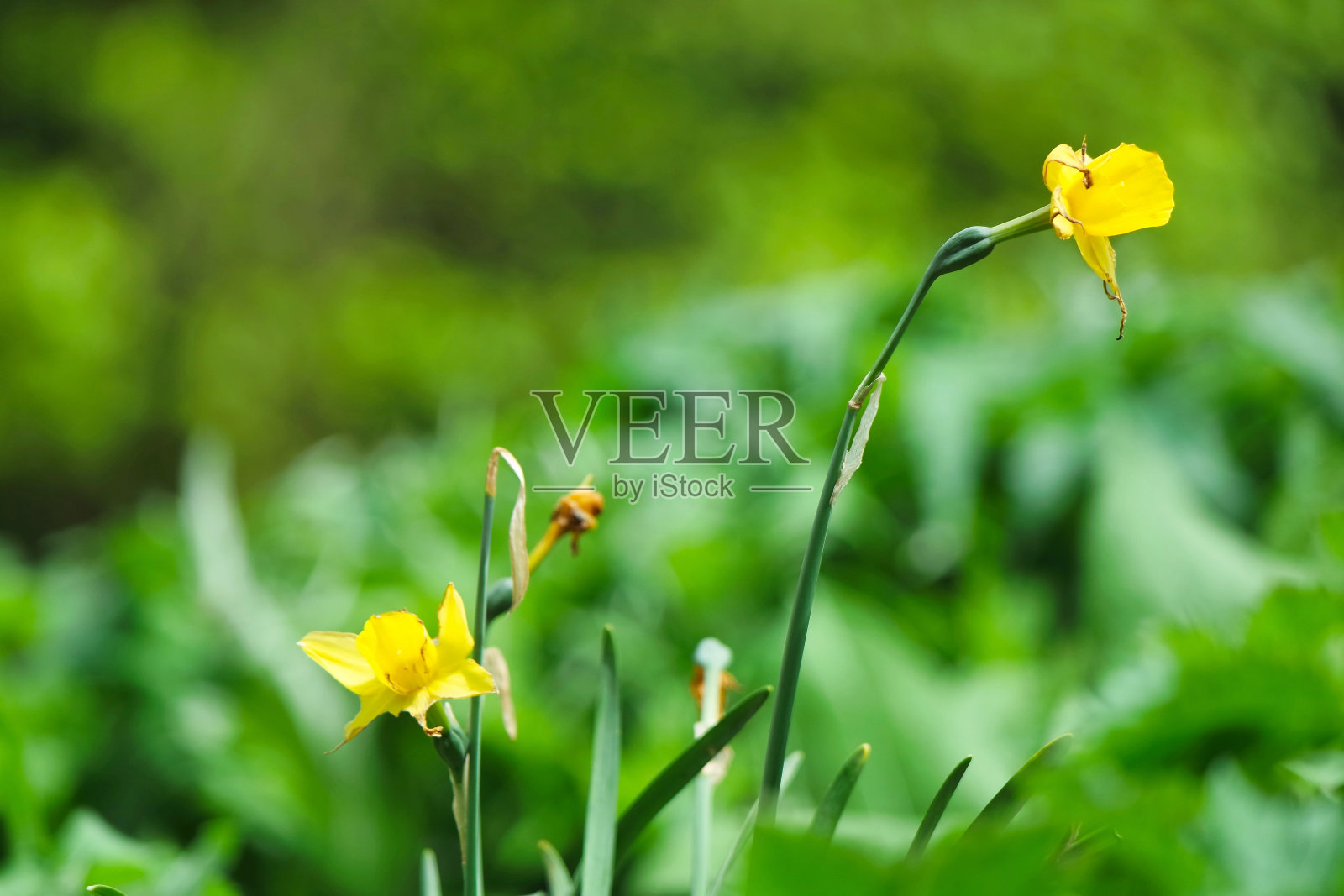 花卉和植物照片摄影图片
