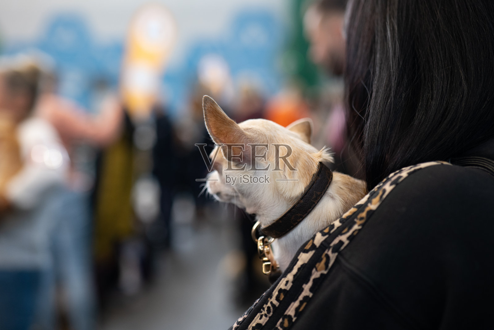 奇瓦瓦狗照片摄影图片