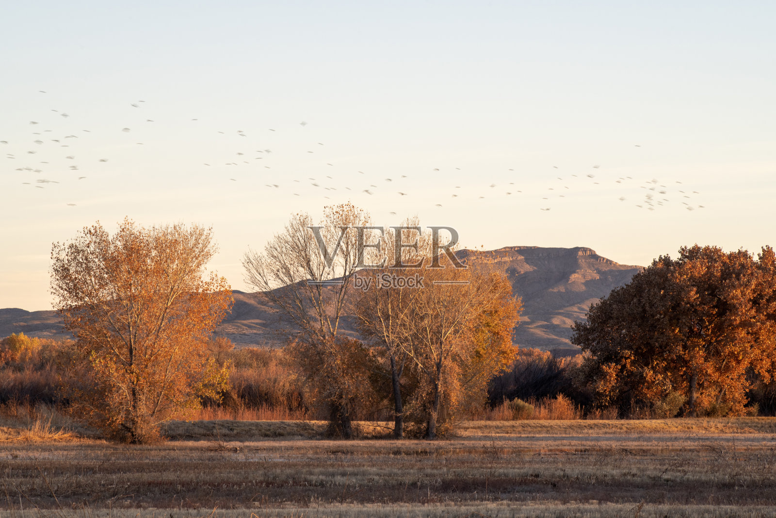 秋天的国家野生动物保护区照片摄影图片