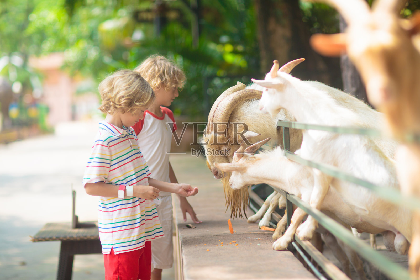 孩子们在宠物动物园喂动物。照片摄影图片