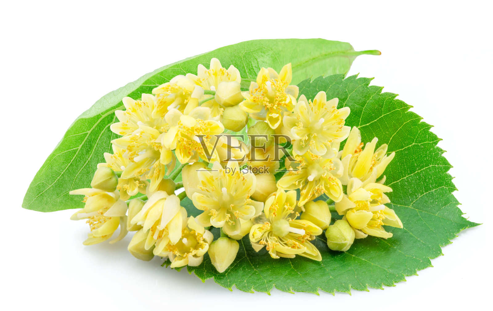 菩提树花或酸橙树花孤立在白色背景上。照片摄影图片